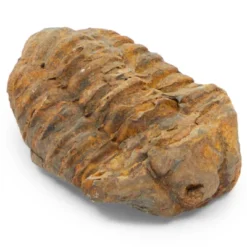 Okuna Outpost Dinosaur Bone Replica Dig Site Kit With Educational Cards For Kids, 15 Species -Learning Toys Sales GUEST 01b859ed 283e 4133 bd76 7b47d0f8e71f