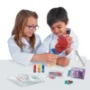 MindWare Science Academy: Squishy Ball Lab - Science And Nature 2 MindWare Science Academy: Squishy Ball Lab - Science And Nature -Learning Toys Sales GUEST 1417b025 4d54 41c0 88b3 d7061b677ba5