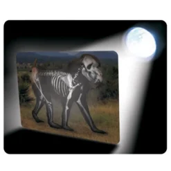 Roylco What's Inside Animals?