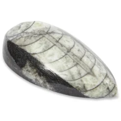 Okuna Outpost Dinosaur Bone Replica Dig Site Kit With Educational Cards For Kids, 15 Species -Learning Toys Sales GUEST 1ab42297 8f6e 4f18 9874 07852701bcd6