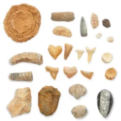 Okuna Outpost Dinosaur Bone Replica Dig Site Kit With Educational Cards For Kids, 15 Species -Learning Toys Sales GUEST 84183d64 e8f4 40ba 9d70 0ddc9e90b1fd