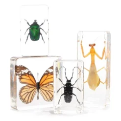 Kaplan Early Learning Animal & Plant Specimen Sets -Learning Toys Sales GUEST 98f4eb3f 4e89 490f ae99 4426428fdbd4