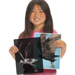Roylco Animal X-Rays -Learning Toys Sales GUEST a674bfa2 9e70 4f14 86a7 36801df7a1e2