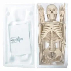 Supertek Human Skeleton Model With Key, 34" -Learning Toys Sales GUEST c70b93ef b723 4d10 9941 0ac24cc5cf13