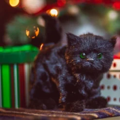 The Queen's Treasures Little House On The Prairie Black Cat For 18 In Dolls -Learning Toys Sales GUEST d45c9e1b 58bd 4431 8804 0d67bf408ed6