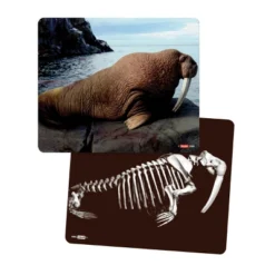 Roylco What's Inside Animals? 9 Roylco What's Inside Animals? -Learning Toys Sales GUEST d90b9e5b 14f7 4267 8d8d cfdca9be3973