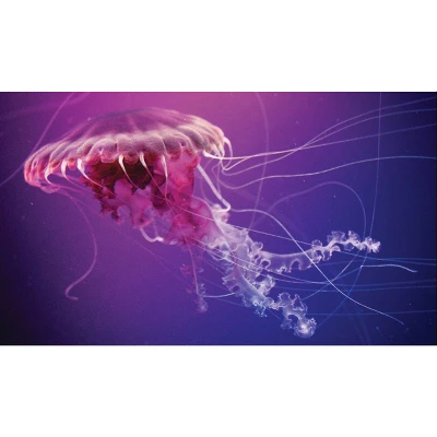 Smithsonian Jelly Fish Aquarium Science Kit 4 Smithsonian Jelly Fish Aquarium Science Kit - Image 2