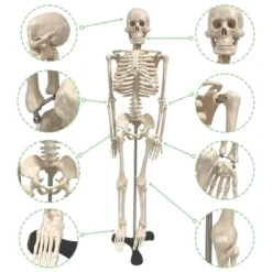 Supertek Human Skeleton Model With Key, 34" -Learning Toys Sales GUEST de269b40 f988 419c b7b2 07396c78a08d
