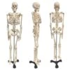 Supertek Human Skeleton Model With Key, 34" 2 Supertek Human Skeleton Model With Key, 34" -Learning Toys Sales GUEST decdfeef 54eb 4fc1 bddd d07e307e3418