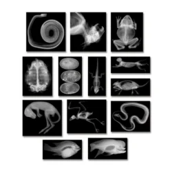 Roylco Animal X-Rays